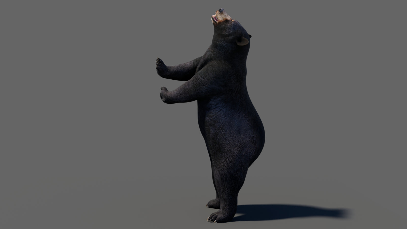Animated Black Bear 3D Model 360° view 6 frame 43