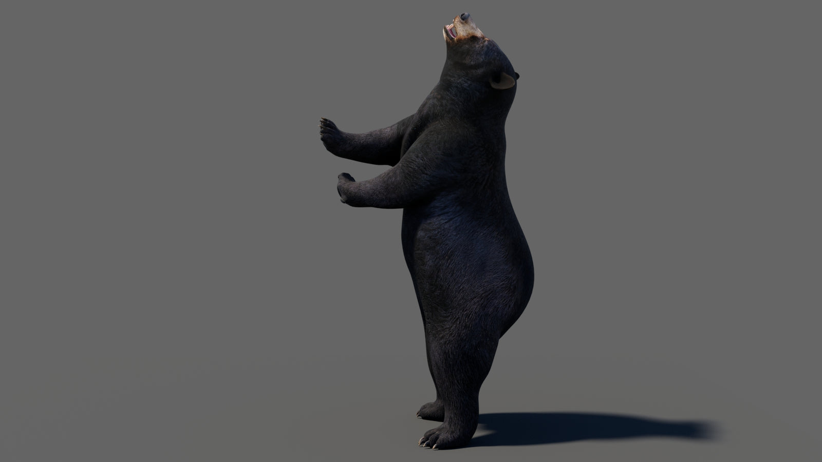 Animated Black Bear 3D Model 360° view 6 frame 46