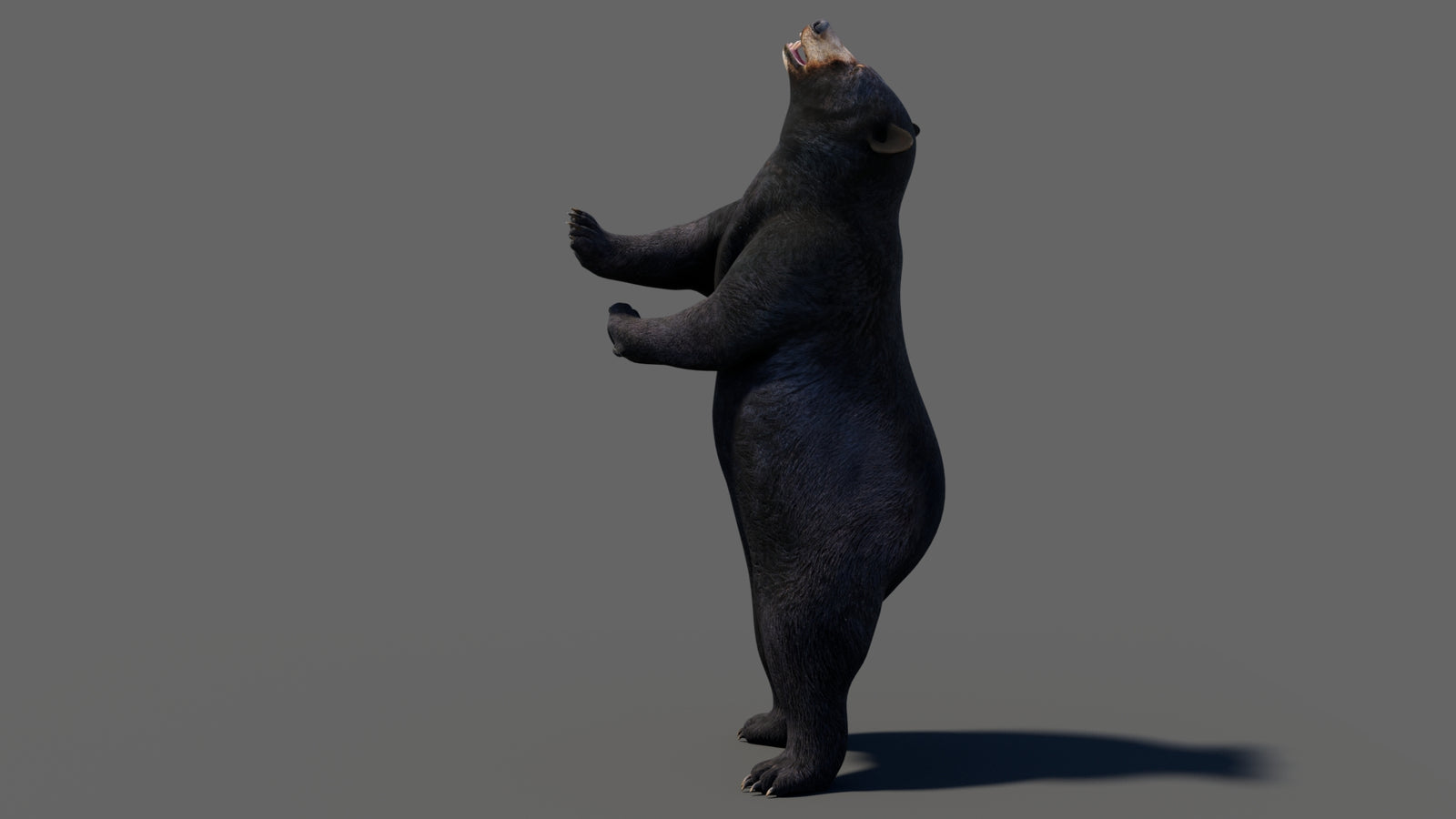 Animated Black Bear 3D Model 360° view 6 frame 47