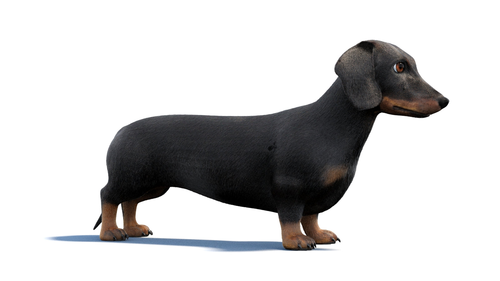 검은색 닥스훈트 강아지 애니메이션 3D 모델 모피 360° view 1 frame 4