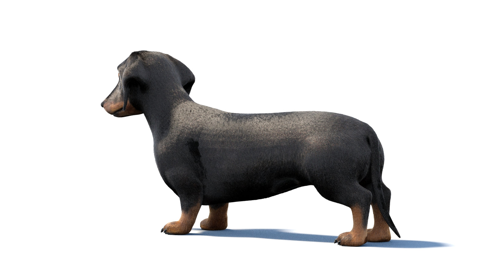 검은색 닥스훈트 강아지 애니메이션 3D 모델 모피 360° view 1 frame 21