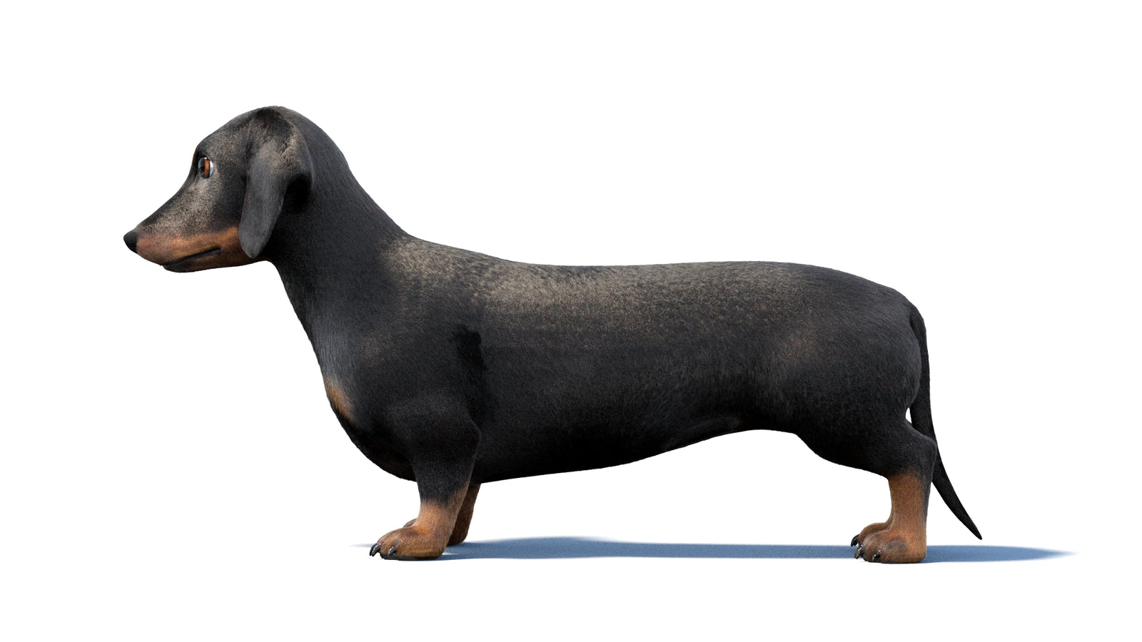 검은색 닥스훈트 강아지 애니메이션 3D 모델 모피 360° view 1 frame 24