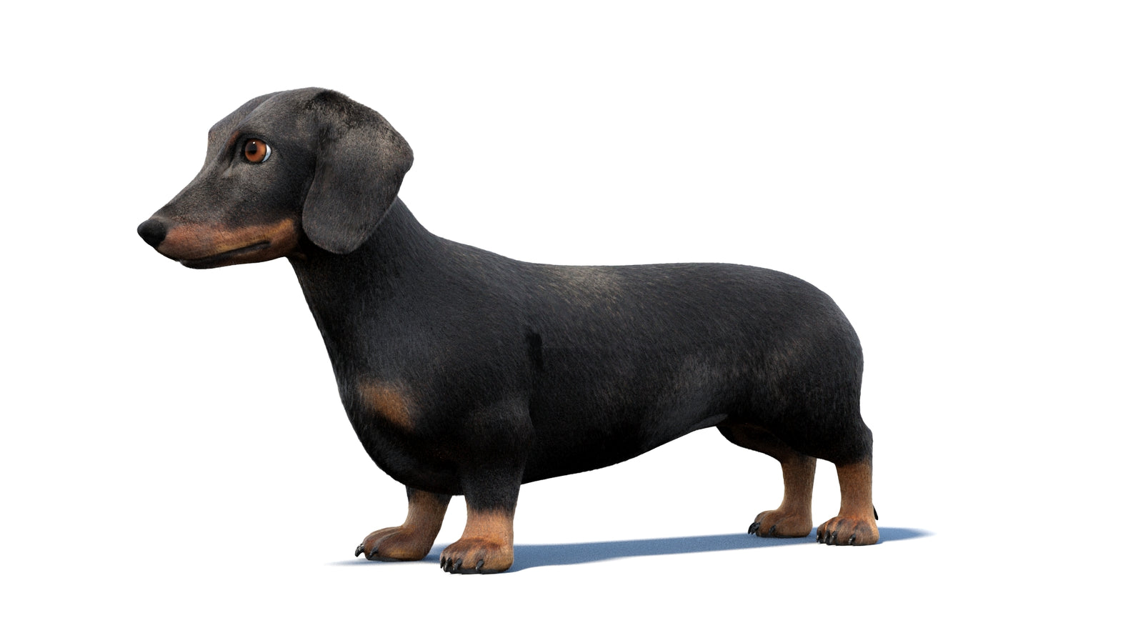 검은색 닥스훈트 강아지 애니메이션 3D 모델 모피 360° view 1 frame 28