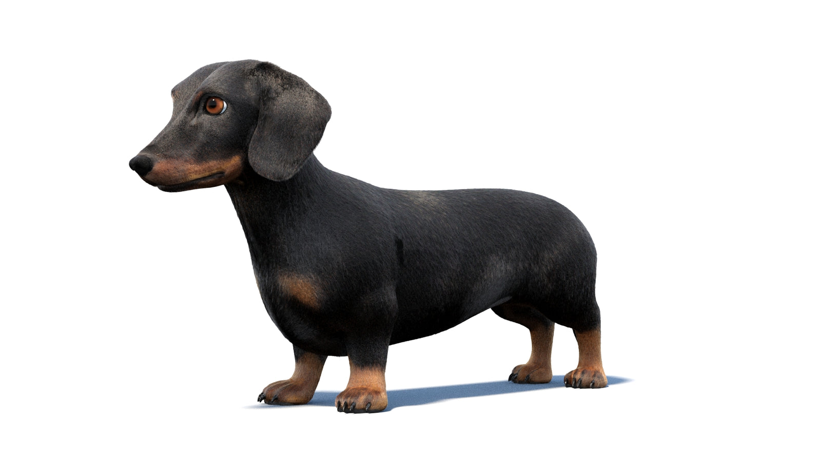 검은색 닥스훈트 강아지 애니메이션 3D 모델 모피 360° view 1 frame 29