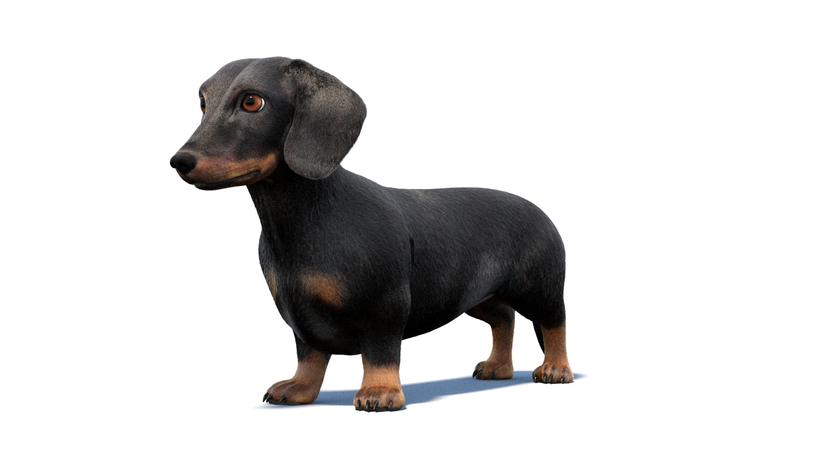 검은색 닥스훈트 강아지 애니메이션 3D 모델 모피 360° view 1 frame 30