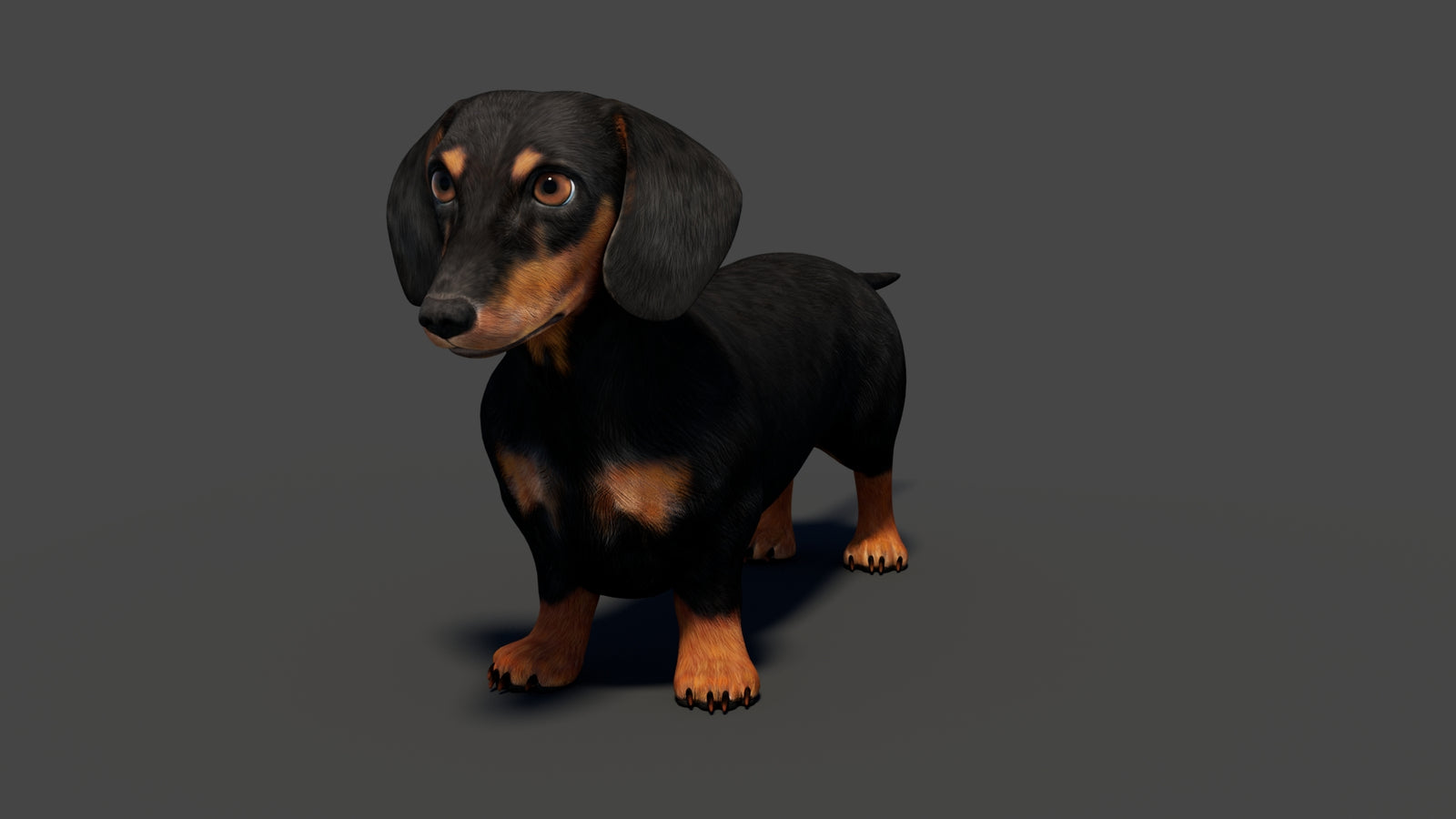 Black Dachshund Dog 3D Model 360° view 1 frame 7