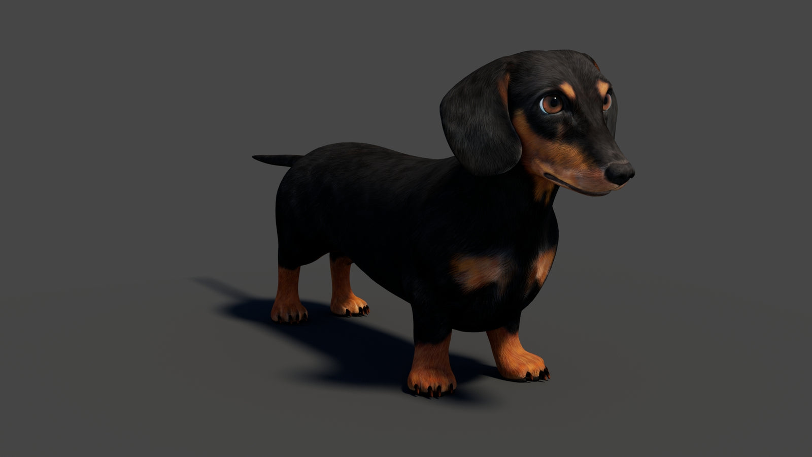 Black Dachshund Dog 3D Model 360° view 1 frame 12