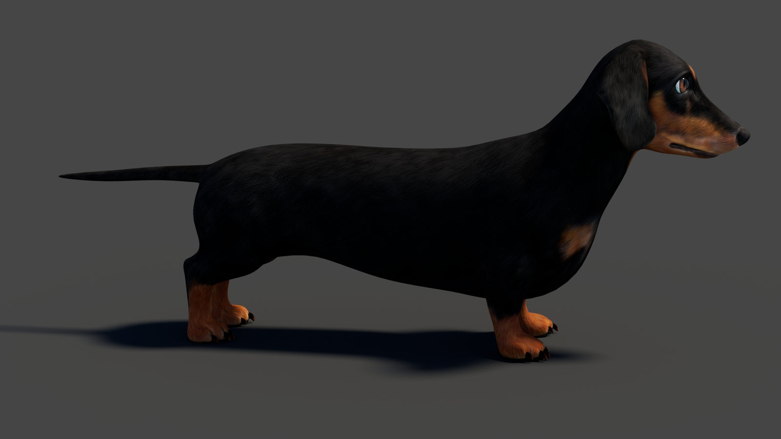 Black Dachshund Dog 3D Model 360° view 1 frame 17