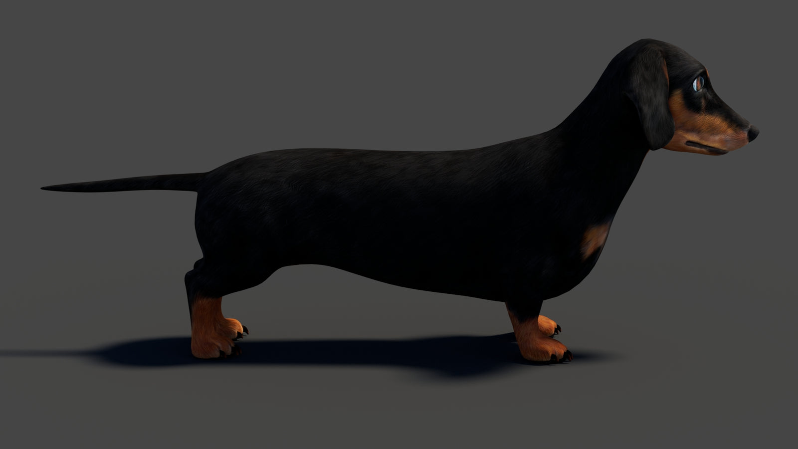 Black Dachshund Dog 3D Model 360° view 1 frame 18