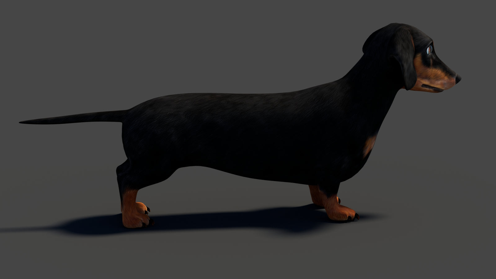 Black Dachshund Dog 3D Model 360° view 1 frame 19