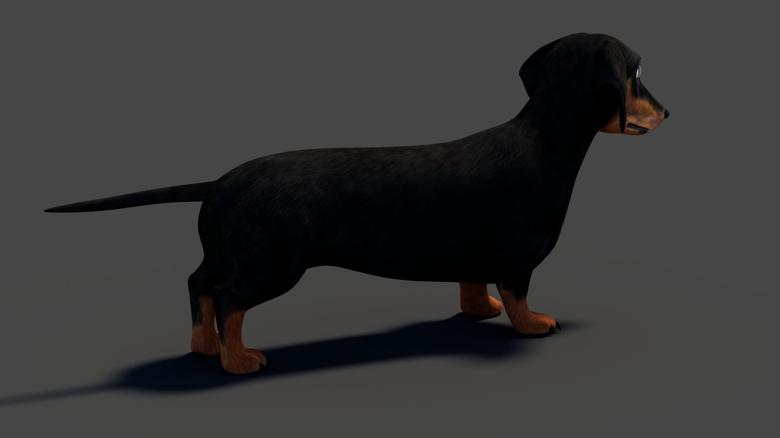 Black Dachshund Dog 3D Model 360° view 1 frame 21