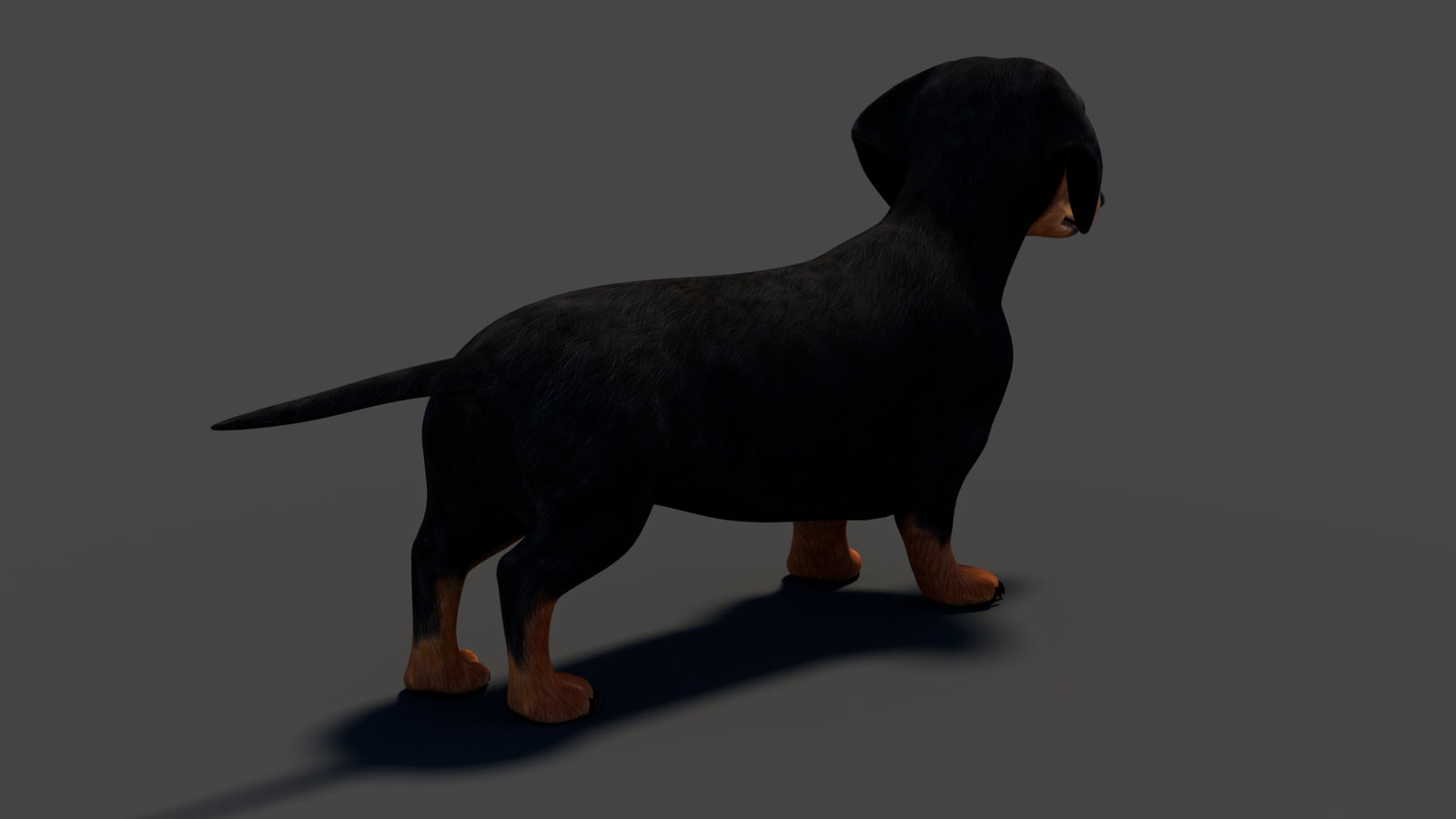 Black Dachshund Dog 3D Model 360° view 1 frame 23