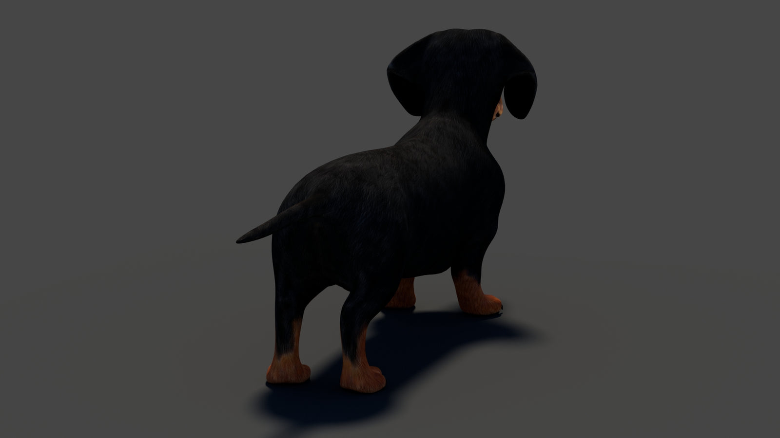 Black Dachshund Dog 3D Model 360° view 1 frame 25