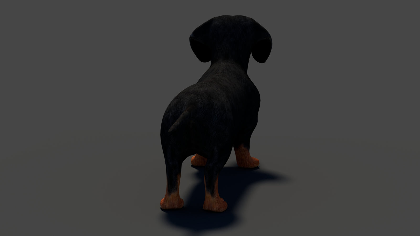 Black Dachshund Dog 3D Model 360° view 1 frame 26