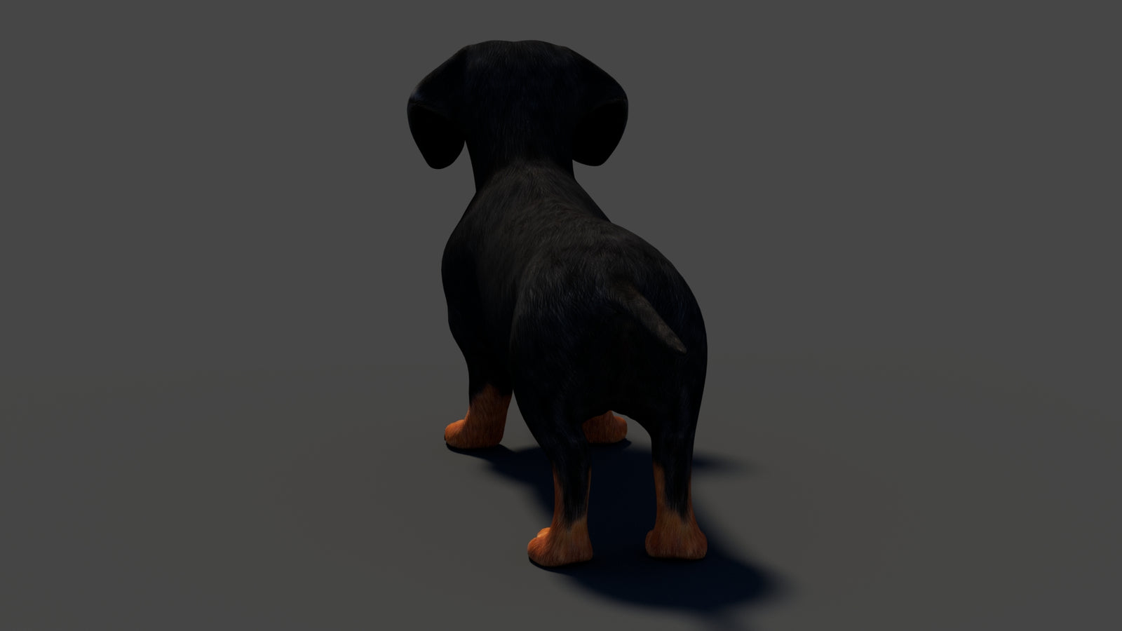 Black Dachshund Dog 3D Model 360° view 1 frame 28