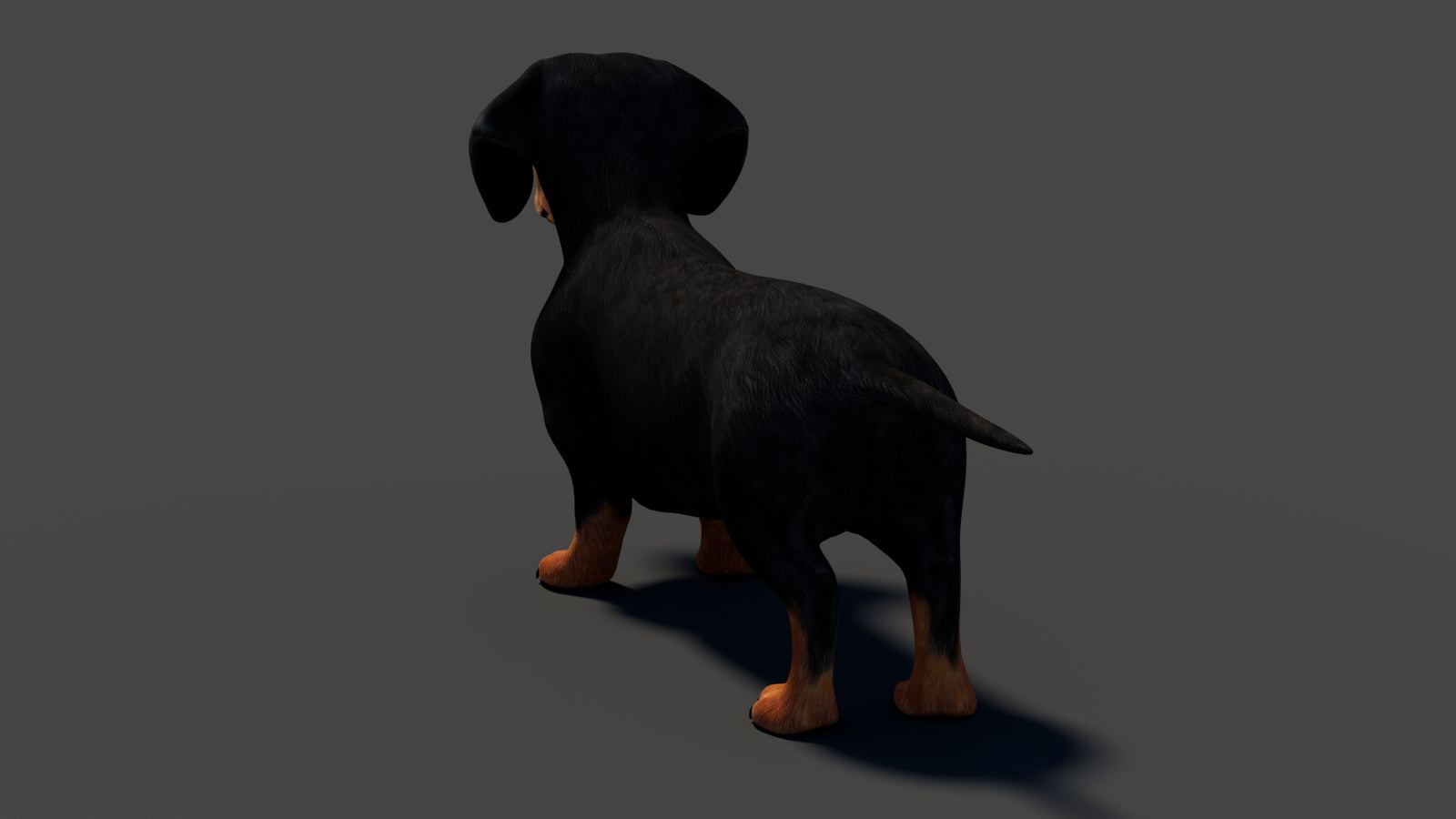 Black Dachshund Dog 3D Model 360° view 1 frame 29