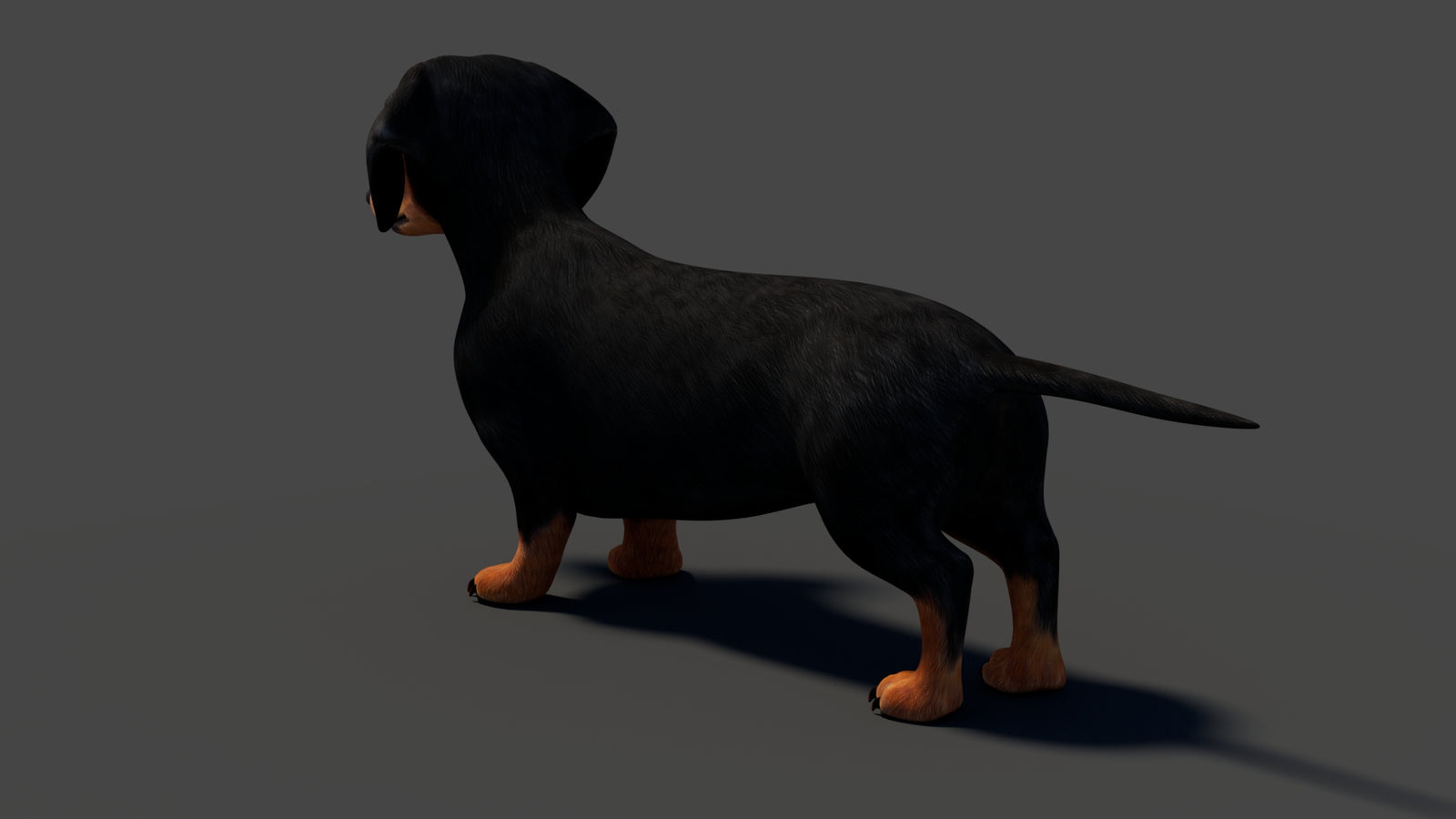 Black Dachshund Dog 3D Model 360° view 1 frame 31