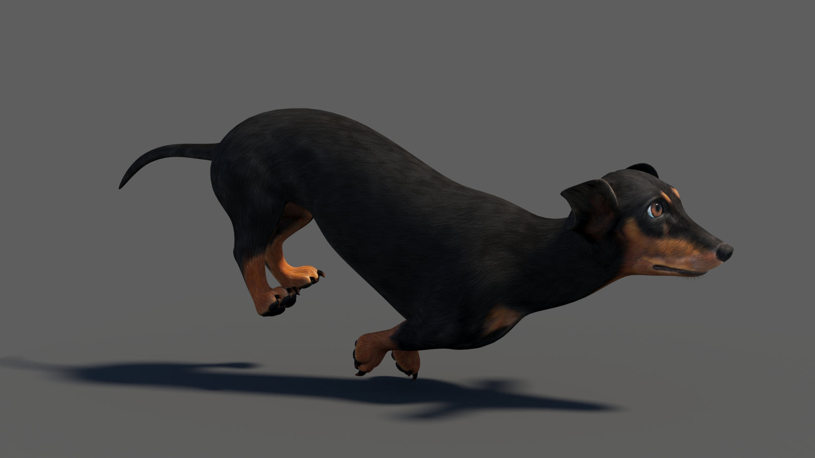 Black Dachshund Dog Animated 3D Model 360° view 4 frame 5