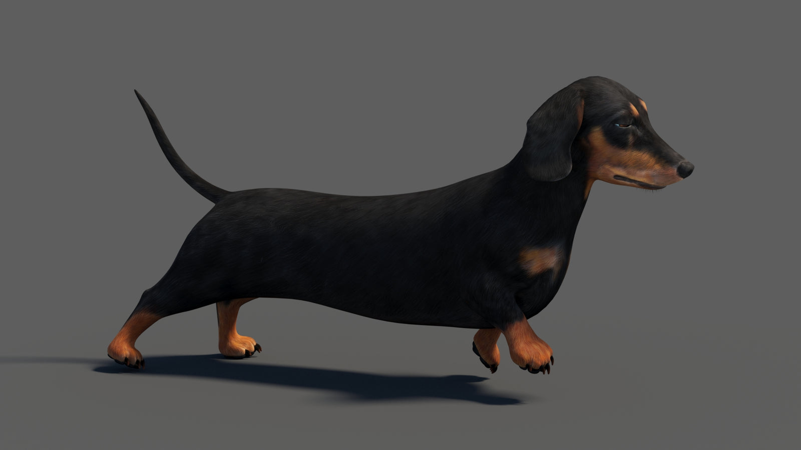 Black Dachshund Dog Animated 3D Model 360° view 4 frame 9