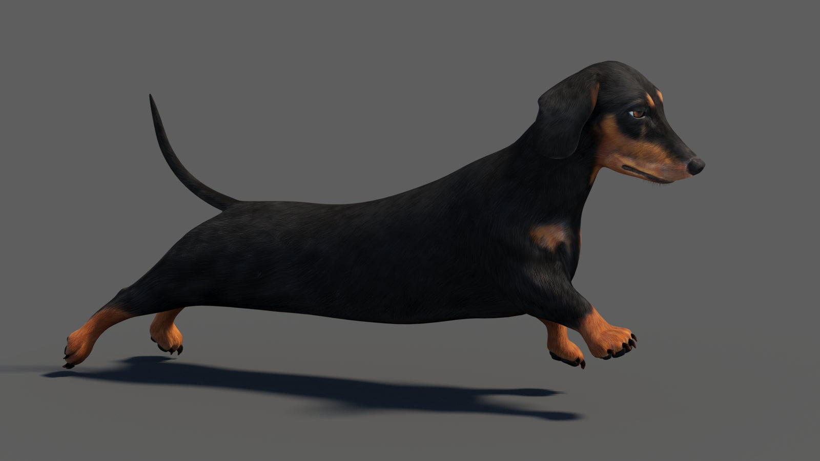 Black Dachshund Dog Animated 3D Model 360° view 4 frame 10