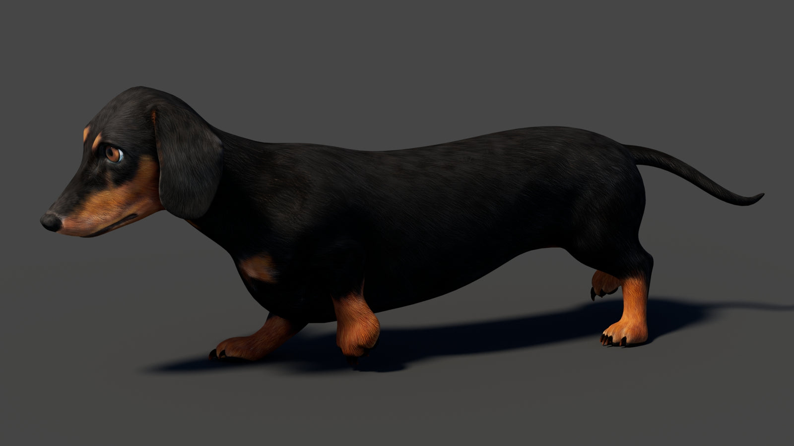 Black Dachshund Dog Animated 3D Model 360° view 6 frame 3