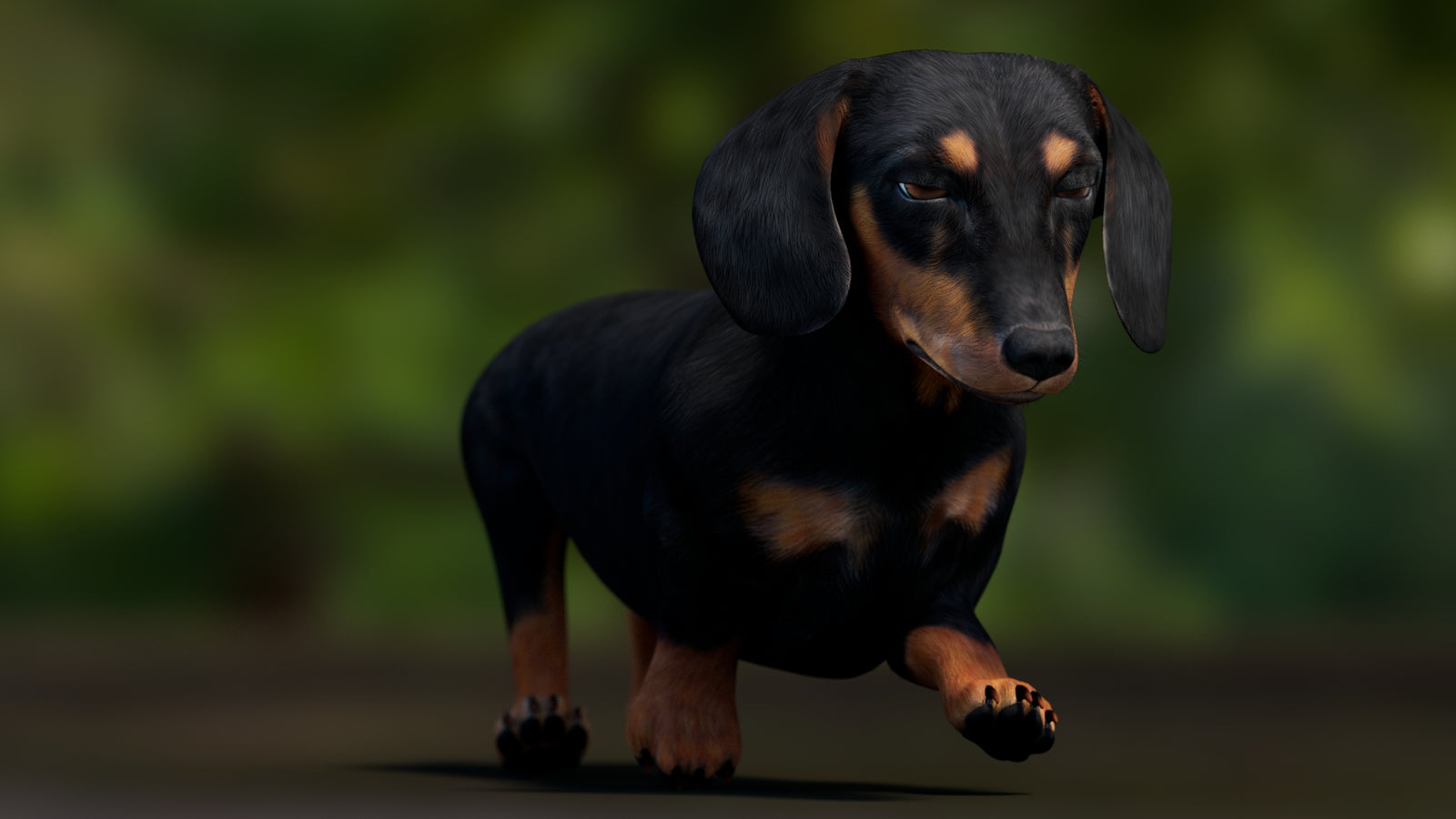 Black Dachshund Dog Animated 3D Model 360° view 3 frame 8