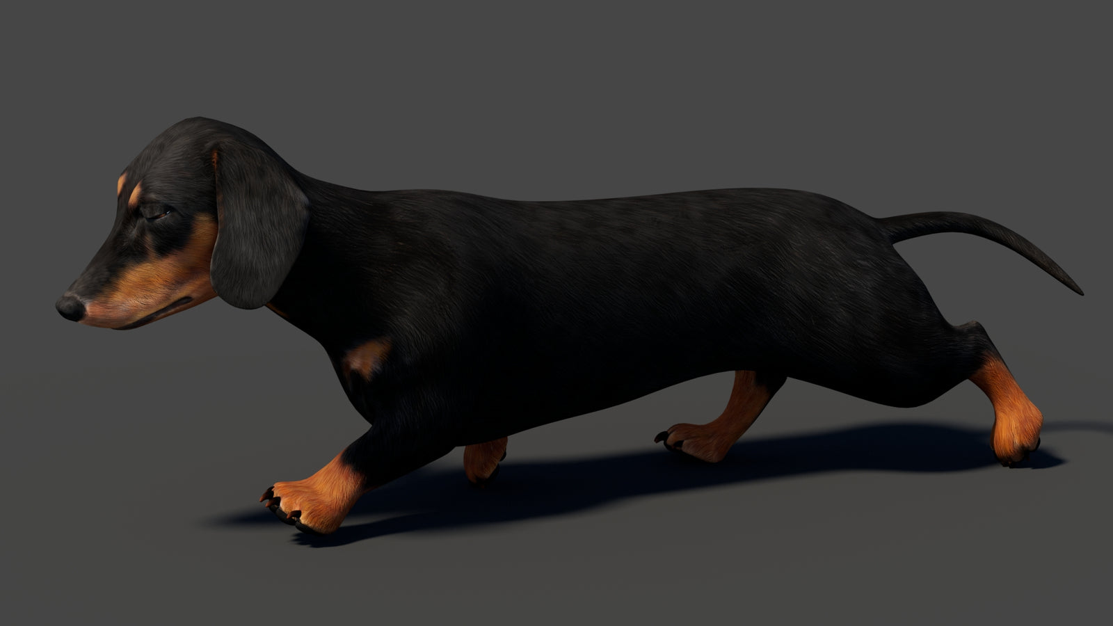 Black Dachshund Dog Animated 3D Model 360° view 6 frame 9