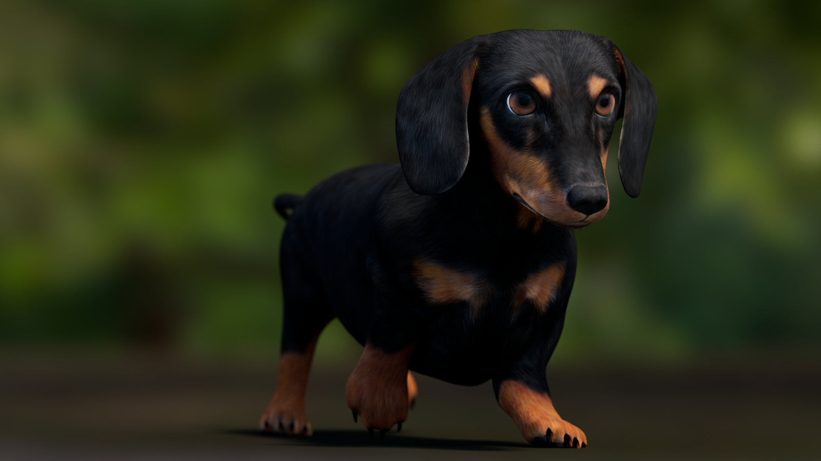 Black Dachshund Dog Animated 3D Model 360° view 3 frame 12