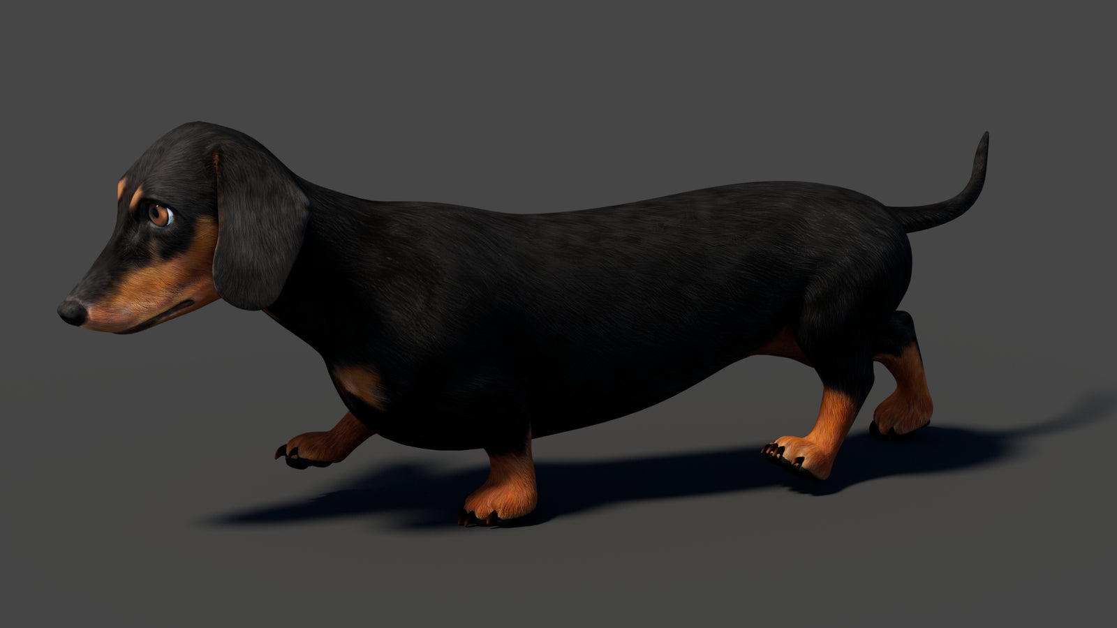 Black Dachshund Dog Animated 3D Model 360° view 6 frame 17