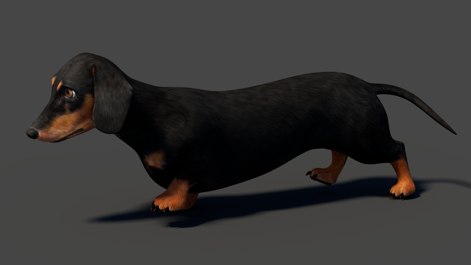Black Dachshund Dog Animated 3D Model 360° view 5 frame 4