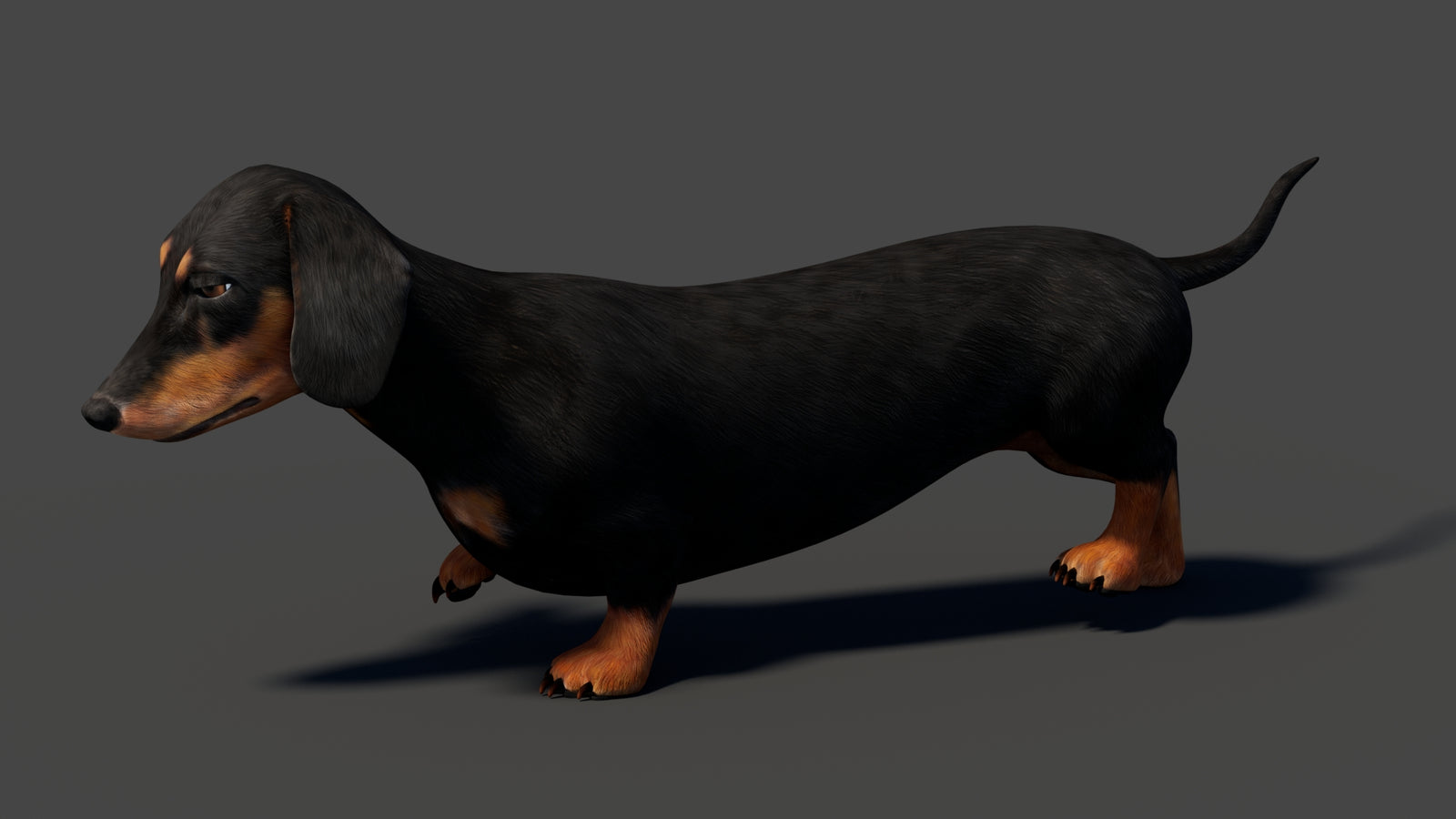 Black Dachshund Dog Animated 3D Model 360° view 5 frame 10