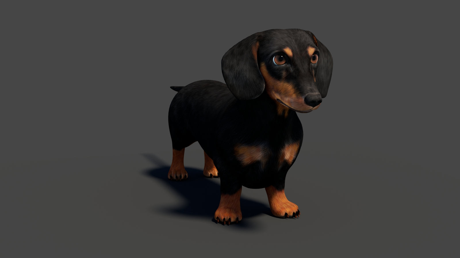 Rigged Black Dachshund Dog 3D Model 360° view 1 frame 11