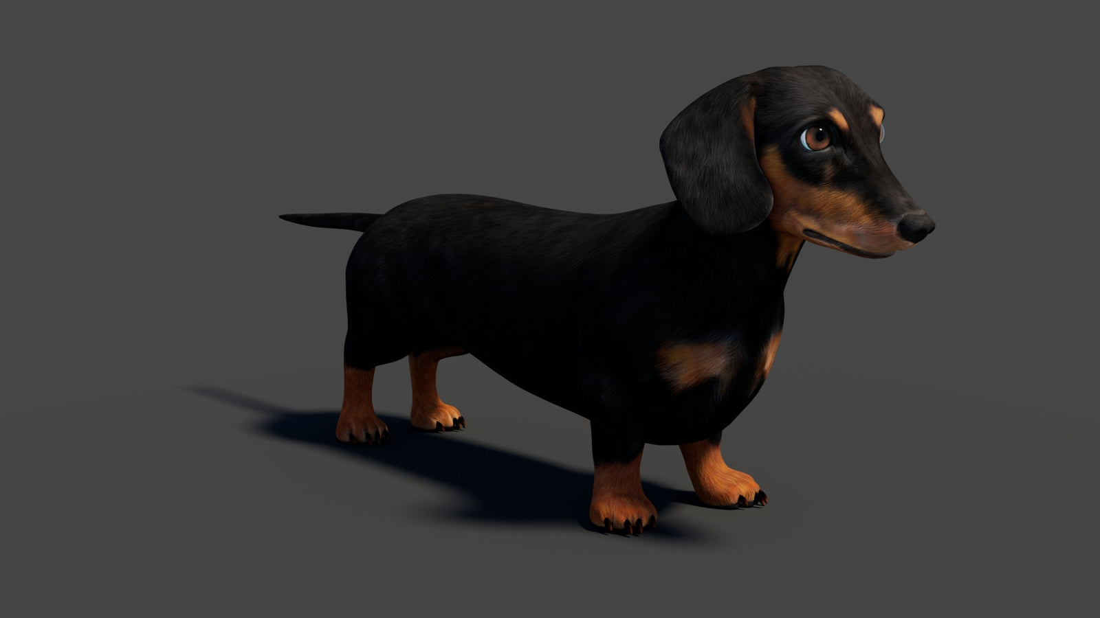 Rigged Black Dachshund Dog 3D Model 360° view 1 frame 13