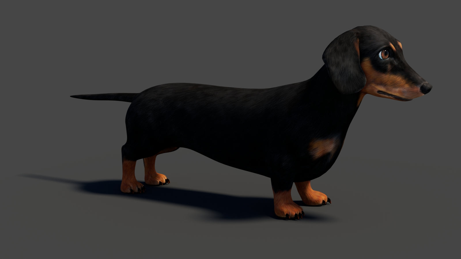 Rigged Black Dachshund Dog 3D Model 360° view 1 frame 15