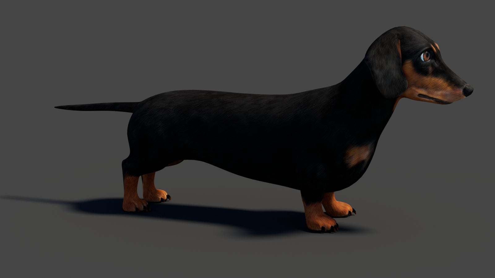 Rigged Black Dachshund Dog 3D Model 360° view 1 frame 16