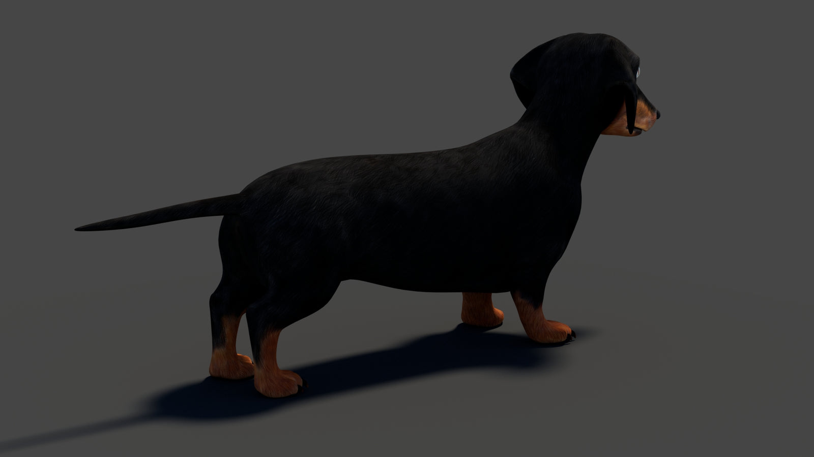 Rigged Black Dachshund Dog 3D Model 360° view 1 frame 22