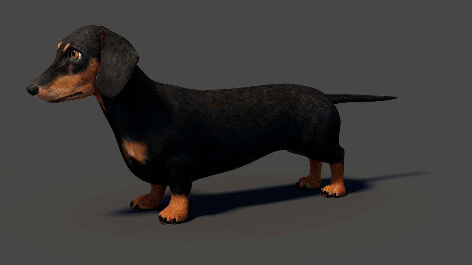 Black Dachshund Dog Animated 3D Model 360° view 1 frame 3
