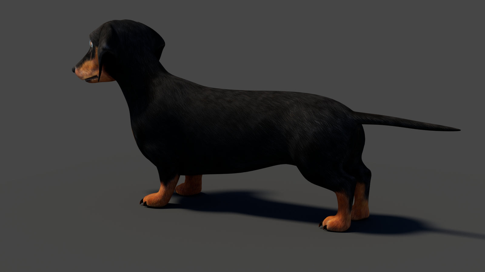 Rigged Black Dachshund Dog 3D Model 360° view 1 frame 33