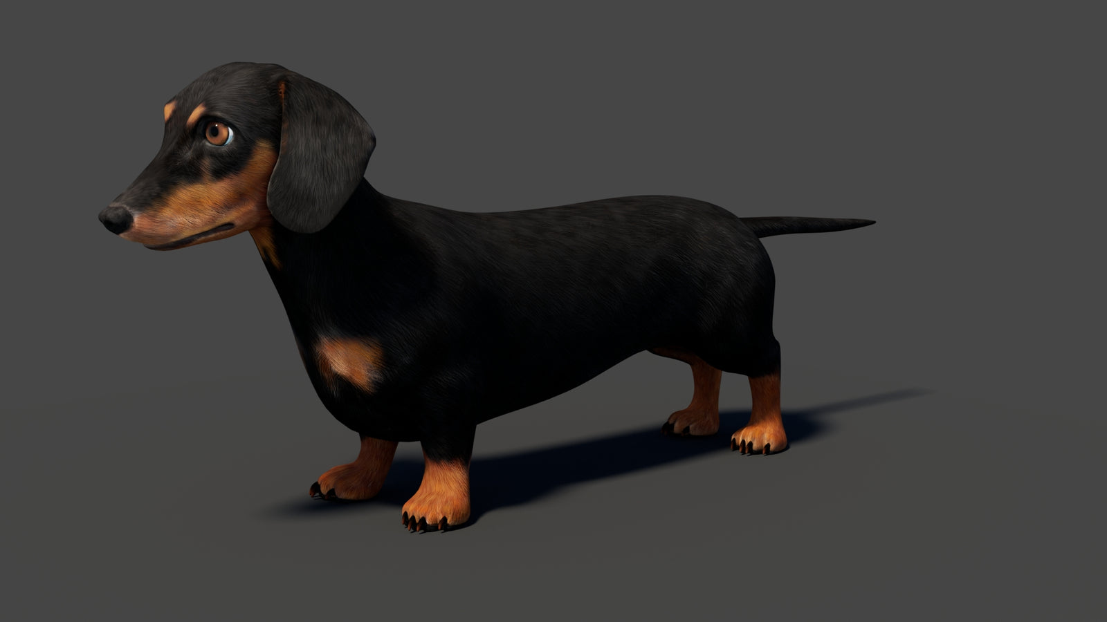 Black Dachshund Dog Animated 3D Model 360° view 1 frame 4