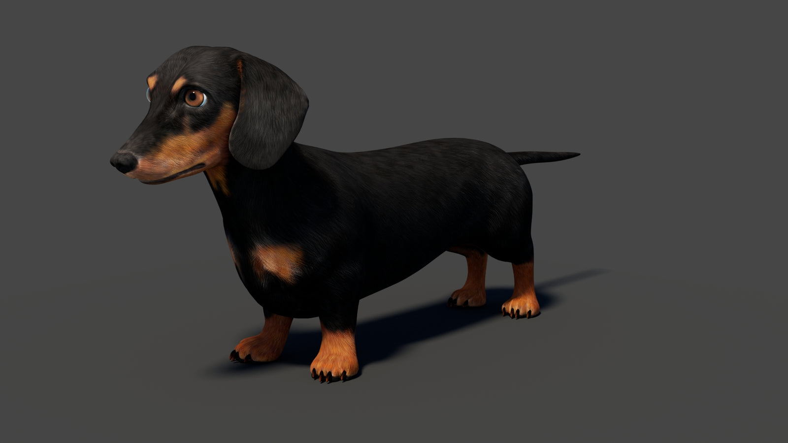 Black Dachshund Dog Animated 3D Model 360° view 1 frame 5