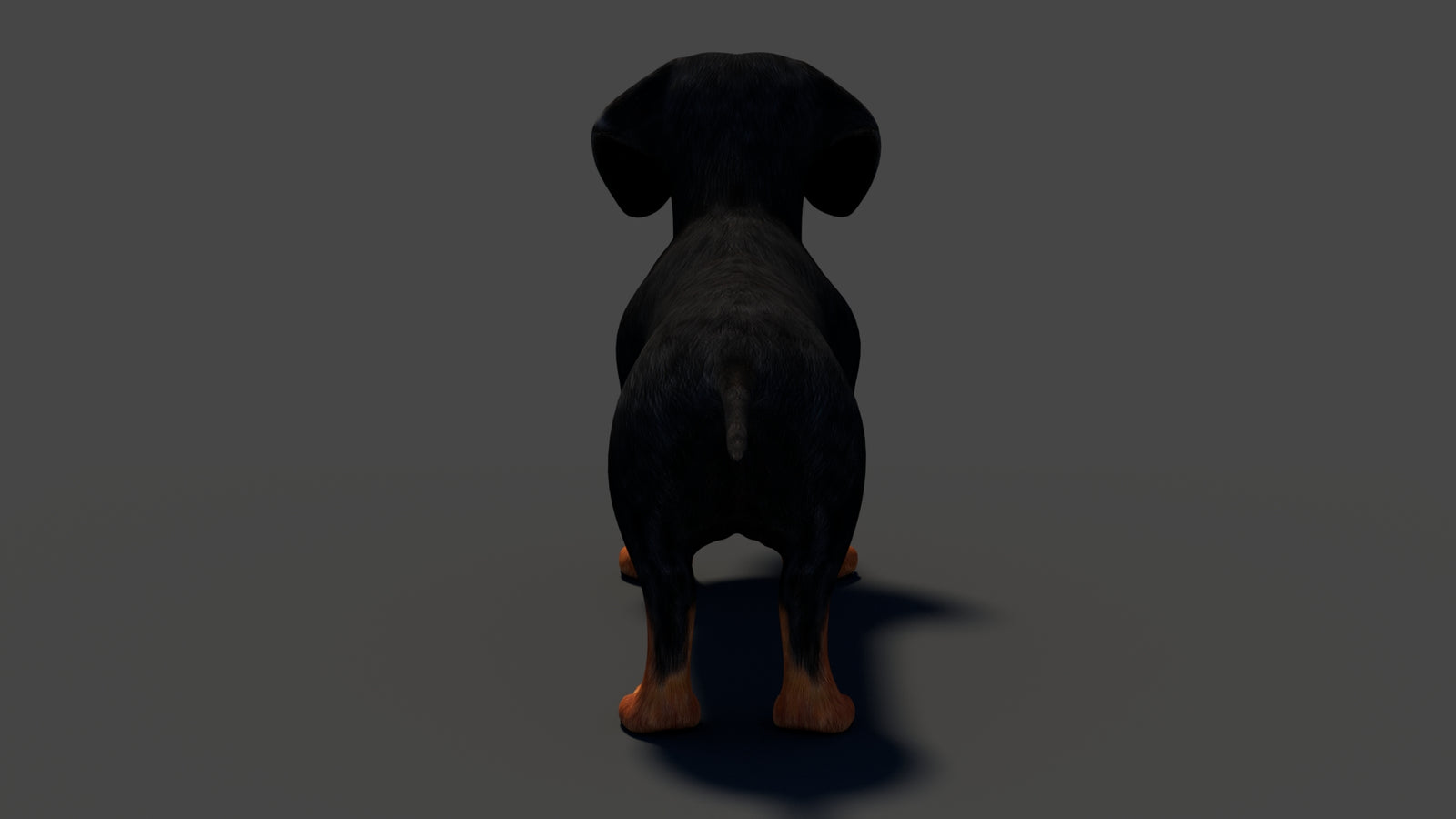 Black Dachshund Dog Animated 3D Model 360° view 1 frame 27