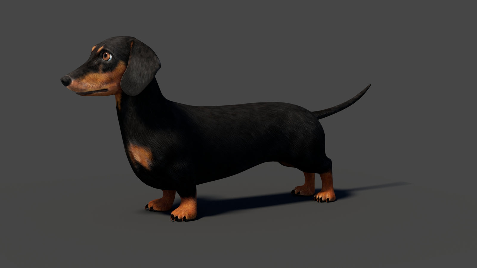 Rigged Black Dachshund Dog 3D Model 360° view 2 frame 3