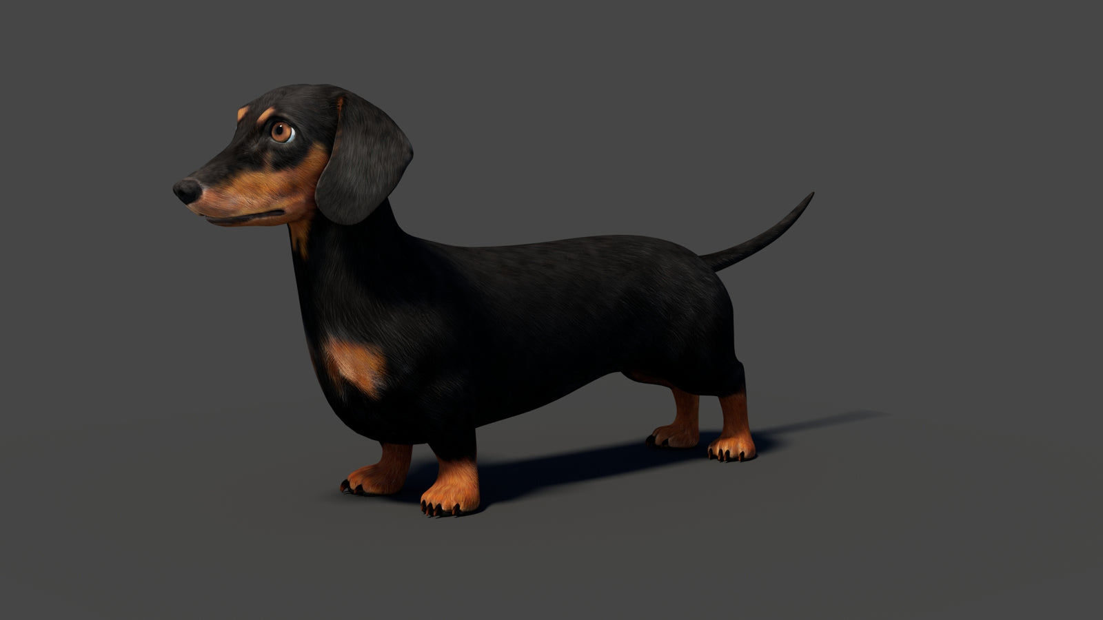 Rigged Black Dachshund Dog 3D Model 360° view 2 frame 4