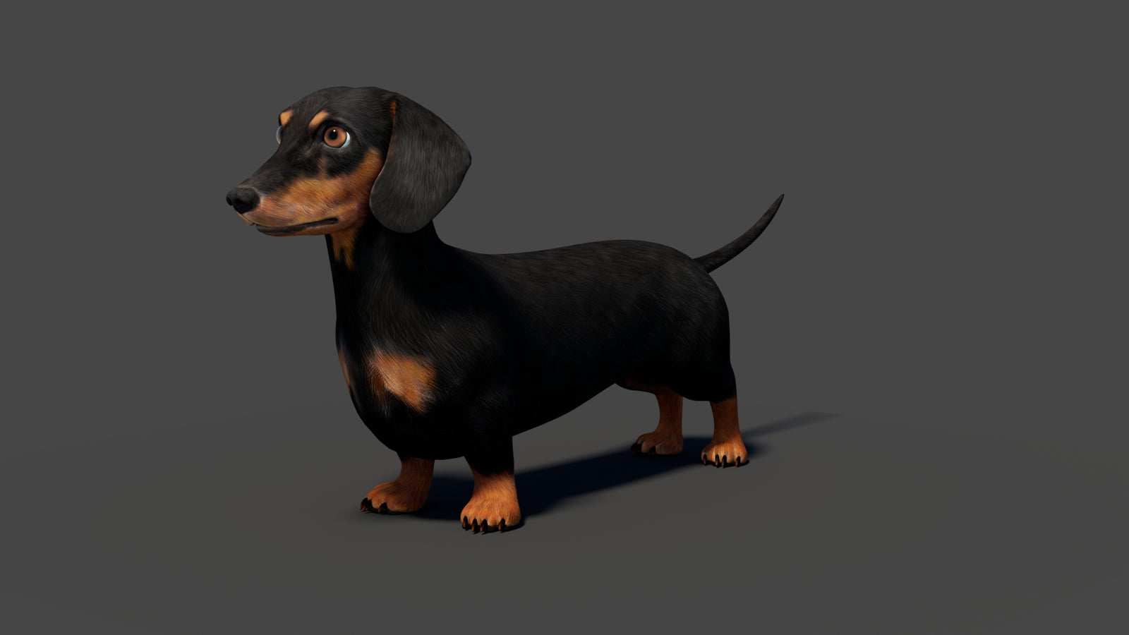 Rigged Black Dachshund Dog 3D Model 360° view 2 frame 5