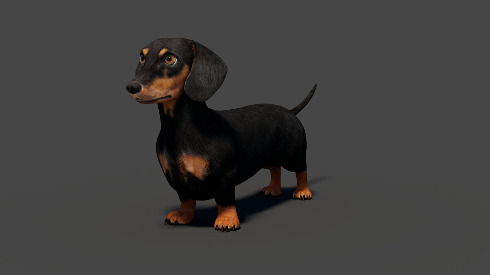 Rigged Black Dachshund Dog 3D Model 360° view 2 frame 6