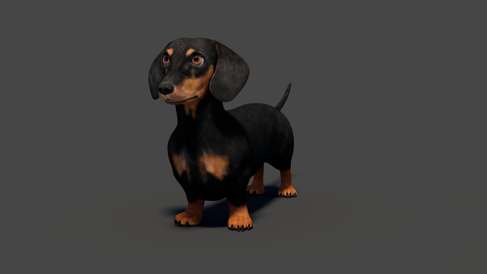 Rigged Black Dachshund Dog 3D Model 360° view 2 frame 7