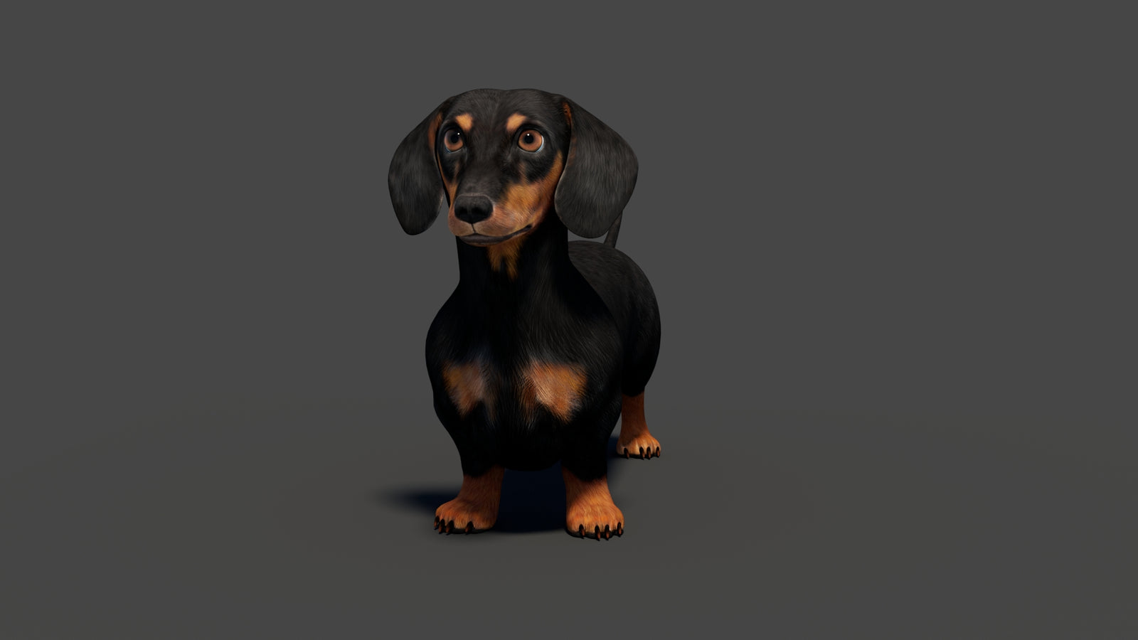 Rigged Black Dachshund Dog 3D Model 360° view 2 frame 8