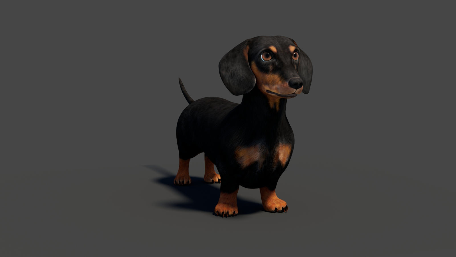 Rigged Black Dachshund Dog 3D Model 360° view 2 frame 11