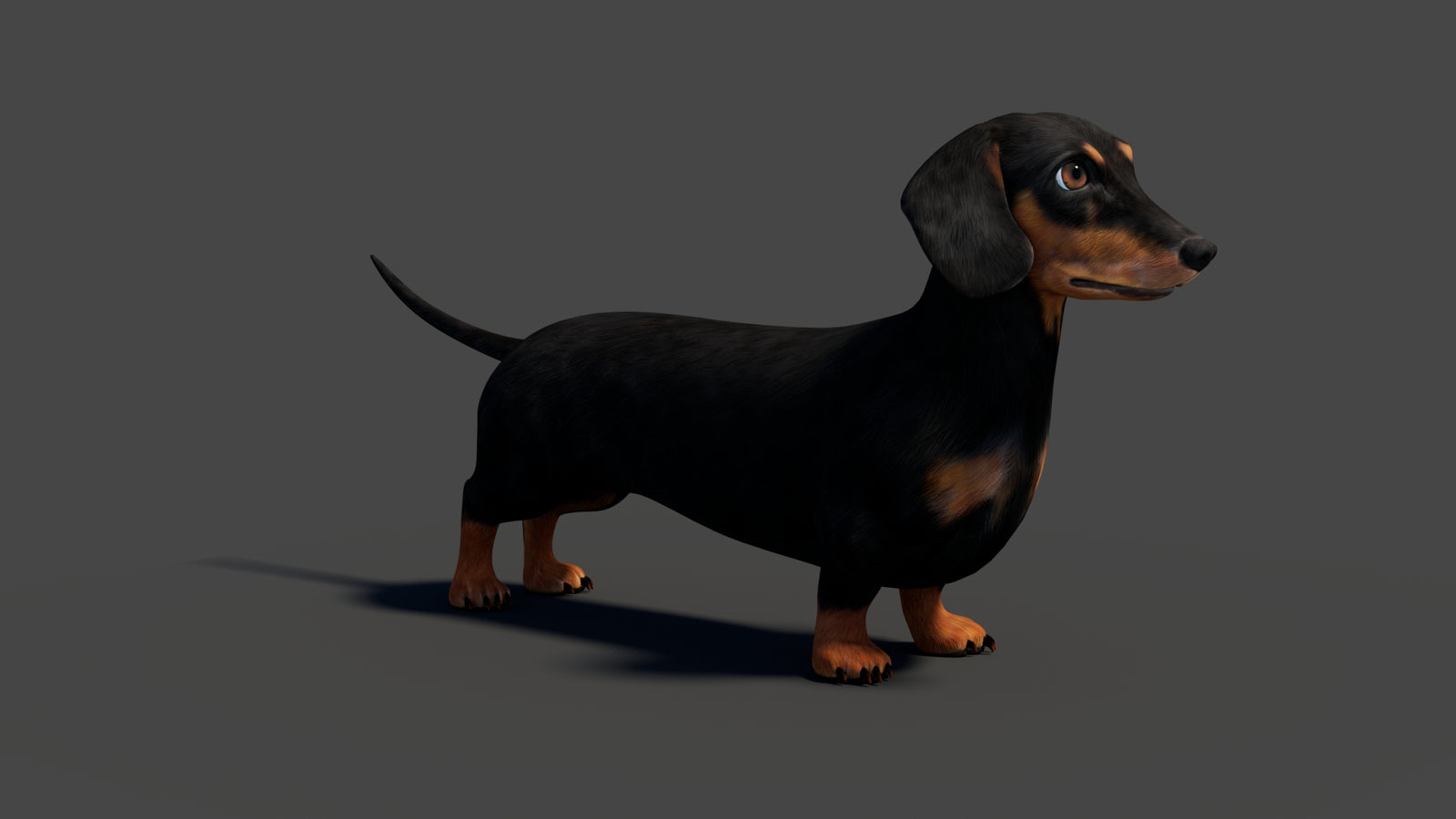 Rigged Black Dachshund Dog 3D Model 360° view 2 frame 14