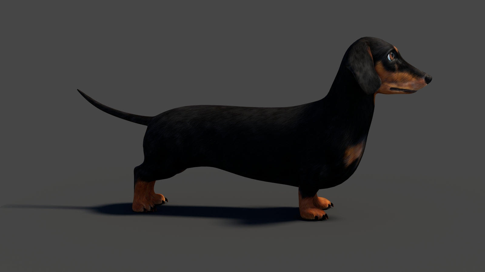 Rigged Black Dachshund Dog 3D Model 360° view 2 frame 17